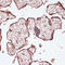 Yes Associated Protein 1 antibody, 16-853, ProSci, Immunohistochemistry paraffin image 