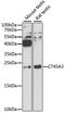 Cancer/Testis Antigen Family 45 Member A3 antibody, A12887, ABclonal Technology, Western Blot image 