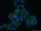 CTD Small Phosphatase 2 antibody, 23006-1-AP, Proteintech Group, Immunofluorescence image 