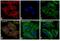 Mouse IgG (H+L) antibody, A-11004, Invitrogen Antibodies, Immunofluorescence image 