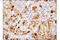 HP1A antibody, 15571S, Cell Signaling Technology, Immunohistochemistry paraffin image 
