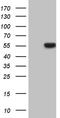 RUNX Family Transcription Factor 3 antibody, CF810575, Origene, Western Blot image 