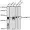 MYB Binding Protein 1a antibody, 19-367, ProSci, Western Blot image 
