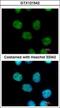 MIER Family Member 3 antibody, GTX121542, GeneTex, Immunofluorescence image 