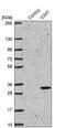 Isoprenylcysteine Carboxyl Methyltransferase antibody, PA5-56903, Invitrogen Antibodies, Western Blot image 