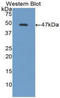 IL-6 antibody, LS-C297137, Lifespan Biosciences, Western Blot image 