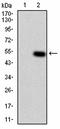 Lysine Demethylase 4C antibody, orb100883, Biorbyt, Western Blot image 