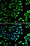 N-Terminal Xaa-Pro-Lys N-Methyltransferase 1 antibody, LS-C346385, Lifespan Biosciences, Immunofluorescence image 
