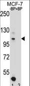 Homeodomain Interacting Protein Kinase 1 antibody, LS-C166876, Lifespan Biosciences, Western Blot image 