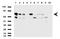 Dan antibody, LS-C796861, Lifespan Biosciences, Western Blot image 