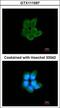 Phosphofructokinase, Muscle antibody, GTX111597, GeneTex, Immunofluorescence image 