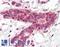 BRCA1-associated protein antibody, LS-B3402, Lifespan Biosciences, Immunohistochemistry frozen image 