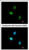 Hormonally Up-Regulated Neu-Associated Kinase antibody, NBP2-16904, Novus Biologicals, Immunocytochemistry image 