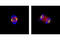 Histone H3 antibody, 3458S, Cell Signaling Technology, Immunocytochemistry image 