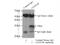 Claudin 18 antibody, 66167-1-Ig, Proteintech Group, Immunoprecipitation image 