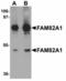 Regulator Of Microtubule Dynamics 2 antibody, LS-C108701, Lifespan Biosciences, Western Blot image 