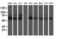 Probable Xaa-Pro aminopeptidase 3 antibody, LS-C173203, Lifespan Biosciences, Western Blot image 