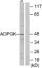 ADP Dependent Glucokinase antibody, abx013773, Abbexa, Western Blot image 