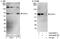 Uridine-Cytidine Kinase 1 Like 1 antibody, A302-664A, Bethyl Labs, Western Blot image 