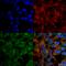 Brain Derived Neurotrophic Factor antibody, SPC-703D-A488, StressMarq, Immunofluorescence image 