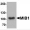 Mindbomb E3 Ubiquitin Protein Ligase 1 antibody, TA349048, Origene, Western Blot image 
