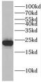ER Membrane Protein Complex Subunit 9 antibody, FNab02969, FineTest, Western Blot image 