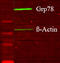 78 kDa glucose-regulated protein antibody, TA326416, Origene, Western Blot image 