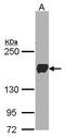 Protocadherin 1 antibody, PA5-27955, Invitrogen Antibodies, Western Blot image 