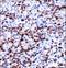 Coiled-Coil Domain Containing 50 antibody, LS-C168425, Lifespan Biosciences, Immunohistochemistry frozen image 