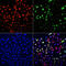 BrdU antibody, 15-747, ProSci, Immunofluorescence image 
