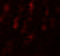 Secernin 1 antibody, 5849, ProSci Inc, Immunofluorescence image 