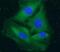 Phosphodiesterase 9A antibody, FNab06263, FineTest, Immunofluorescence image 