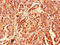 Ribosomal Protein S26 antibody, orb25624, Biorbyt, Immunohistochemistry paraffin image 