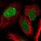 Zinc Finger Protein 565 antibody, NBP1-81951, Novus Biologicals, Immunofluorescence image 