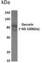 Decorin antibody, GTX53321, GeneTex, Western Blot image 