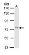 Adenylate Kinase 7 antibody, NBP2-15318, Novus Biologicals, Western Blot image 