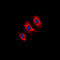 Kinase Insert Domain Receptor antibody, LS-C356165, Lifespan Biosciences, Immunofluorescence image 