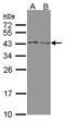 Hsd3b antibody, GTX102744, GeneTex, Western Blot image 
