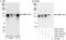 CCAAT Enhancer Binding Protein Zeta antibody, A303-155A, Bethyl Labs, Immunoprecipitation image 