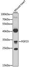 Fibroblast Growth Factor 23 antibody, 22-015, ProSci, Western Blot image 