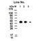 Glutathione-S-Transferase Tag antibody, M30973, Boster Biological Technology, Western Blot image 