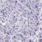 Homeobox protein Hox-B4 antibody, HPA057432, Atlas Antibodies, Immunohistochemistry paraffin image 