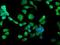 Signal Sequence Receptor Subunit 1 antibody, NBP2-01026, Novus Biologicals, Immunocytochemistry image 