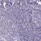 Enoyl-CoA Delta Isomerase 1 antibody, HPA041746, Atlas Antibodies, Immunohistochemistry paraffin image 