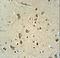 Carnosine Synthase 1 antibody, LS-C156679, Lifespan Biosciences, Immunohistochemistry frozen image 