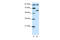 Histone acetyltransferase KAT2B antibody, 27-607, ProSci, Enzyme Linked Immunosorbent Assay image 