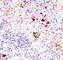 Tumor Necrosis Factor antibody, V2904-100UG, NSJ Bioreagents, Flow Cytometry image 