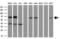 Large neutral amino acids transporter small subunit 2 antibody, M04381, Boster Biological Technology, Western Blot image 