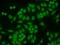 DAN Domain BMP Antagonist Family Member 5 antibody, 21962-1-AP, Proteintech Group, Immunofluorescence image 