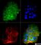 Bruton Tyrosine Kinase antibody, NB110-87047, Novus Biologicals, Immunofluorescence image 